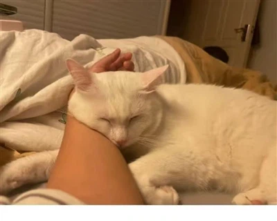 Purificateur d'air triboélectrique : un incontournable-pour les propriétaires d'animaux